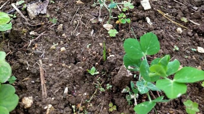 芽が出たら次を蒔く　最終章