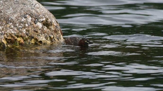 粟島の野鳥たち カイツブリ
