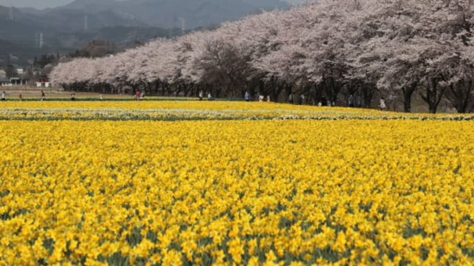 岩井親水公園の水仙と桜並木2022