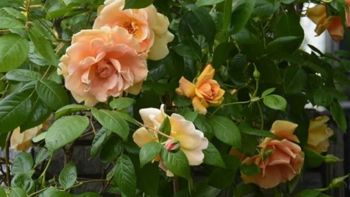 我が家の花日記～今日のバラ特集　１２種類のバラが開花