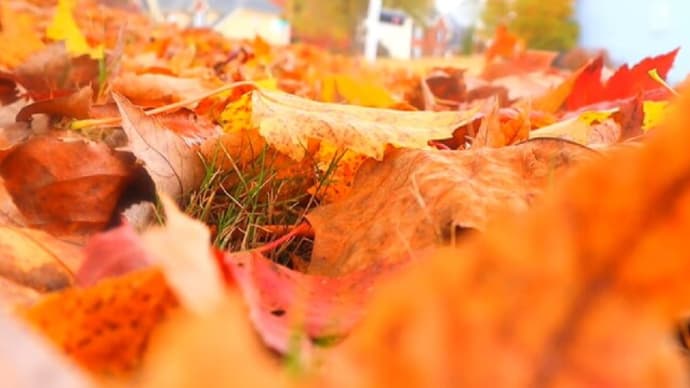 落ち葉の輪舞と、秋の音