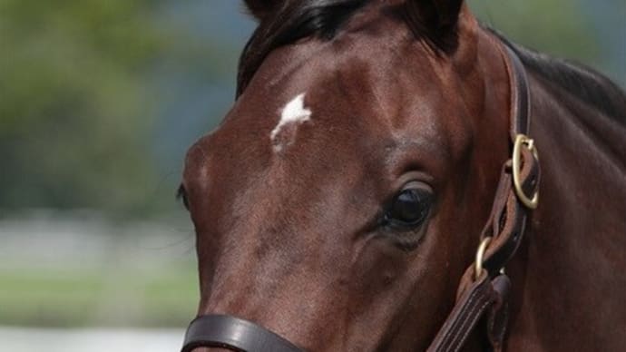 【サティアナ'19】落ち着いて初期馴致をクリア、乗り運動を開始