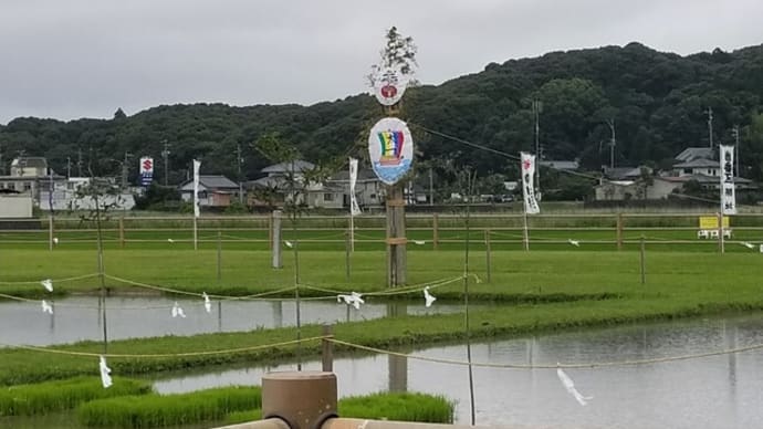 磯部の御神田ー御田植祭ー(^_^)/