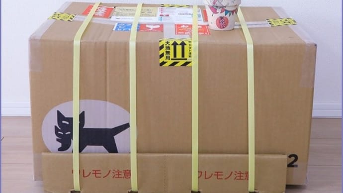 多肉植物42(多肉植物とリメイク鉢購入)