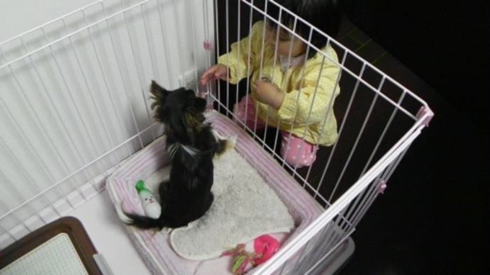 続・チョコちゃんと孫ちゃん
