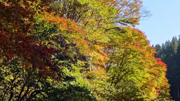 【信州新町】 柳久保川沿いの紅葉 と 常光寺