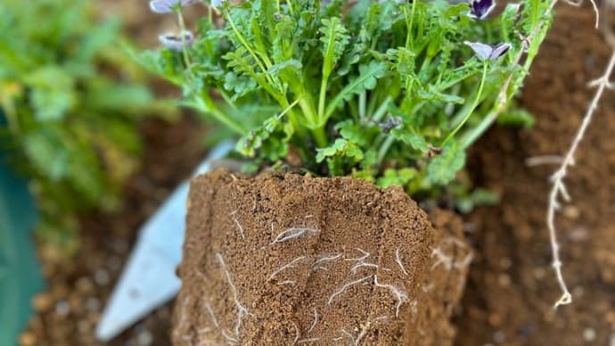 育苗していたネモフィラの苗を地植えする*珍しいコバルトブルーのネモフィラも*