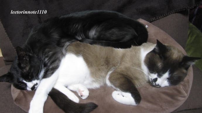 猫日記と主のつぶやき ネタが無い