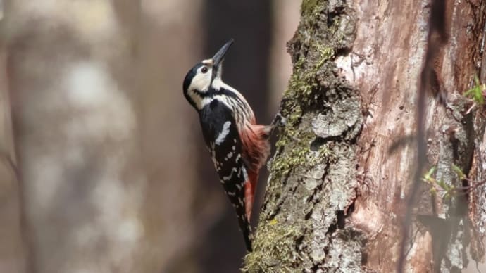 オオアカゲラ♀, White-backed Woodpecker