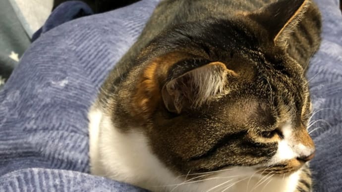 巣ごもり猫