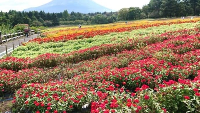 虹の花まつり