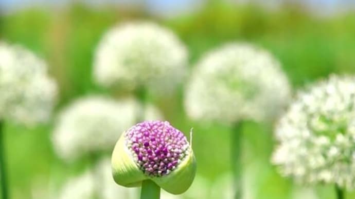 清々しい初夏のフラワーパーク江南③他にも花いっぱい