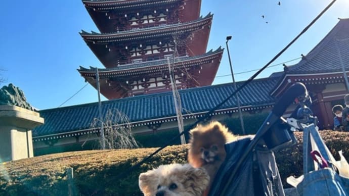 浅草╰(*´︶`*)╯