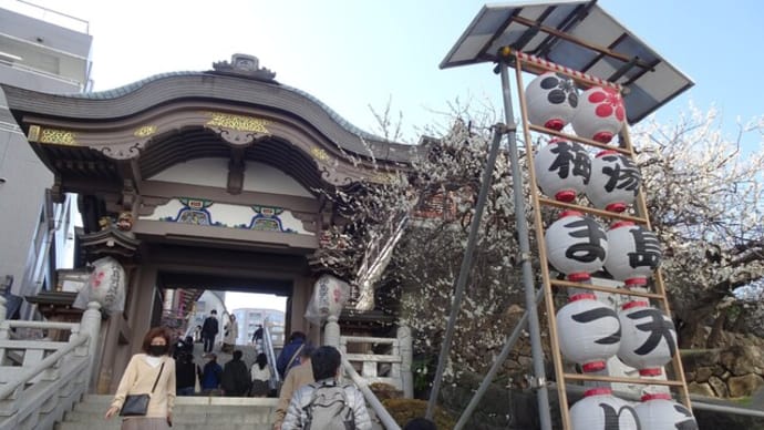 梅まつり真っ最中 ! 湯島天神へ