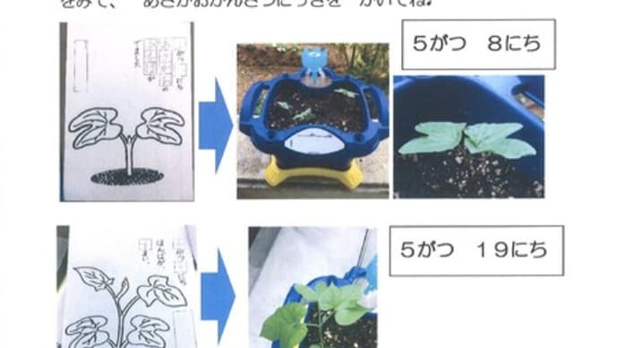 あさがおかんさつにっき