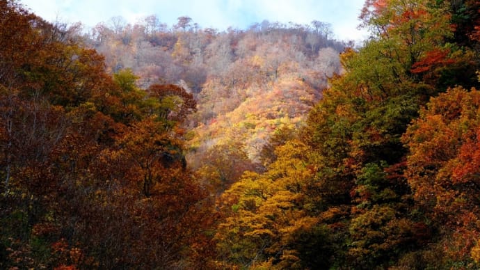白山ホワイトロード の紅葉(最高地点付近)