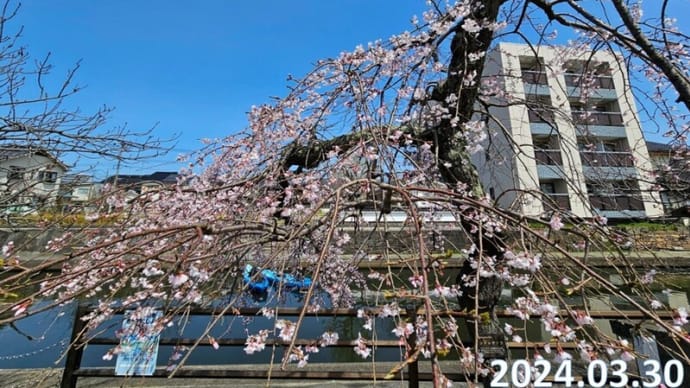 米子桜まつり2024　加茂川沿い桜ウォーキング　3月30日　動画あり