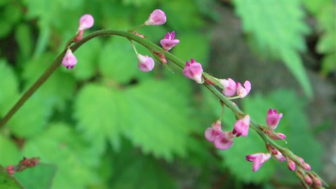 小さな花たち
