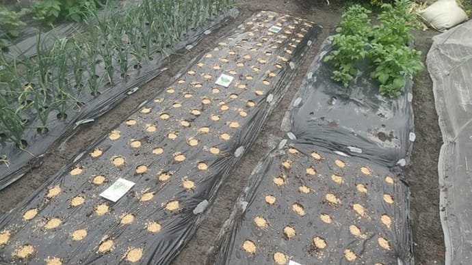 野菜種蒔「葉菜と根菜」4種類