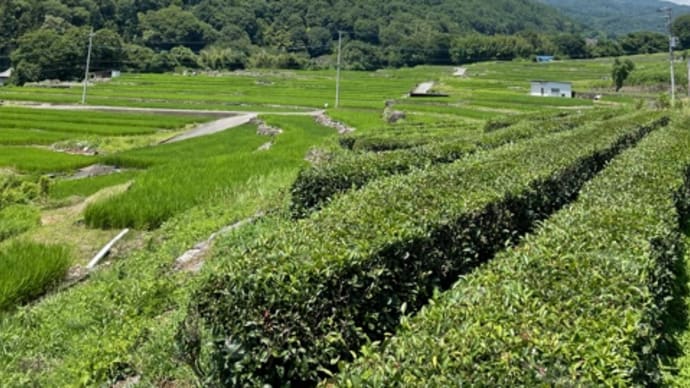 棚田にも夏の到来です!