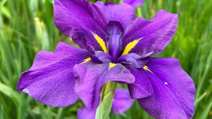 愛媛　南楽園の花菖蒲と紫陽花