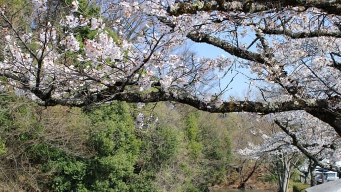 武田通り 今週末あたり(!?)桜🌸のトンネル楽しめます。