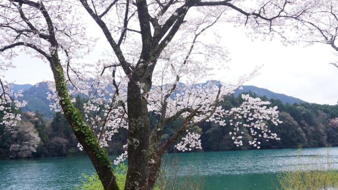 大台町「もみじの里とさくらの里公園の桜」見てきました~(^^) 2024
