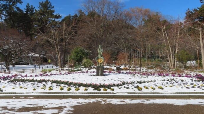 セツブンソウ求め、雪の植物生態園~京都府立植物園2025/2上旬(1)
