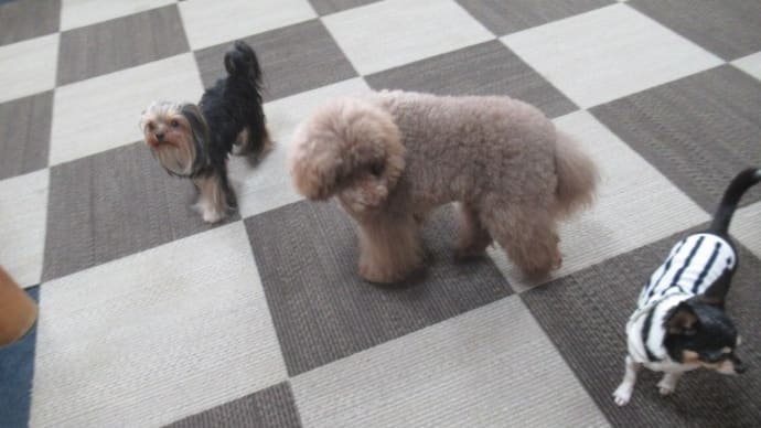 21/02/19 犬の幼稚園BuddyDog