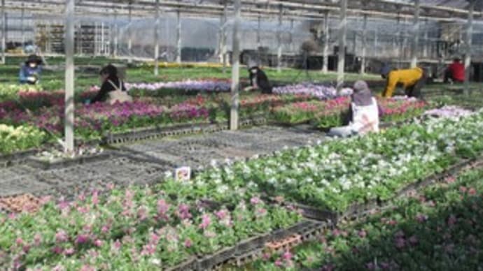 出荷です!! & 忘れな草 & 片付け屋さん