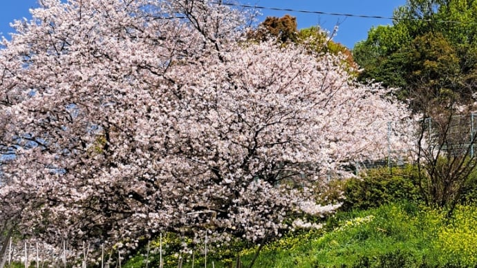 よもぎ摘み