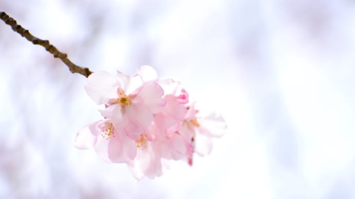 儚き桜、桜待ちの人。