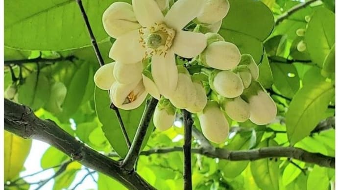 晩白柚の花