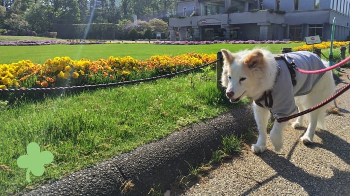 久しぶりの公園散歩。