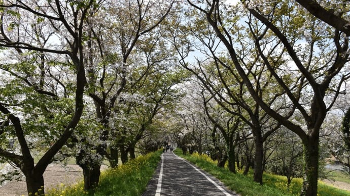 さくら狩り 埼玉県比企郡吉見町 さくら堤公園(6)さくら堤公園から身替地蔵尊入口