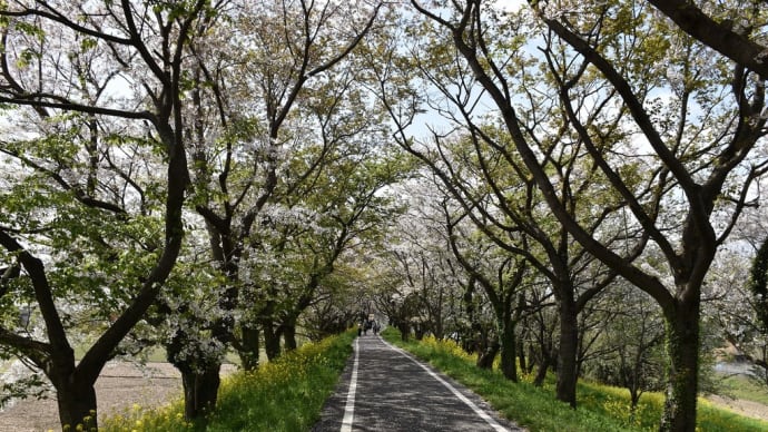 さくら狩り　埼玉県比企郡吉見町　さくら堤公園（6）さくら堤公園から身替地蔵尊入口