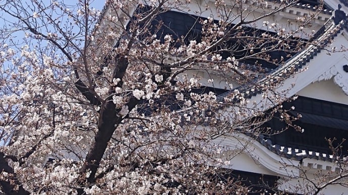 忙しい1日 散歩がてらのお花見