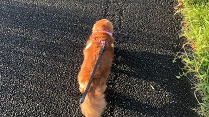 さくらちゃん