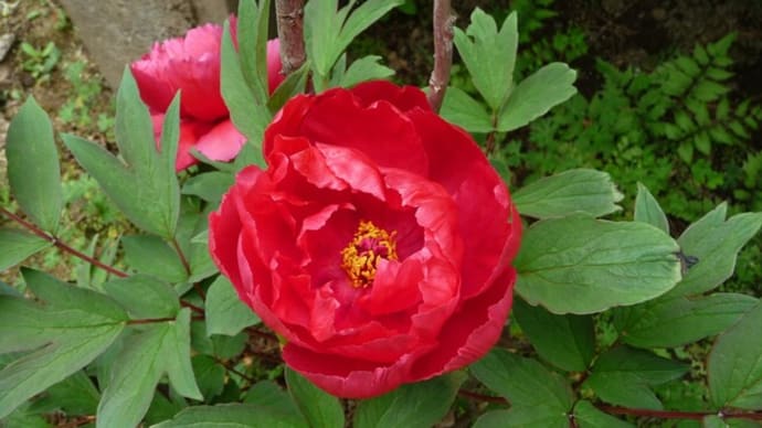 4月18日 赤色のボタン開花