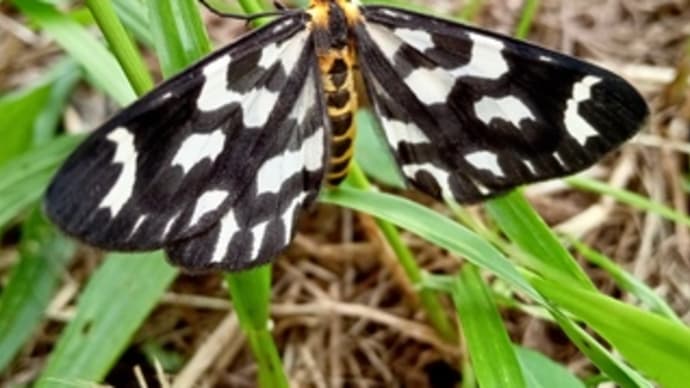 ウメエダシャクがいた