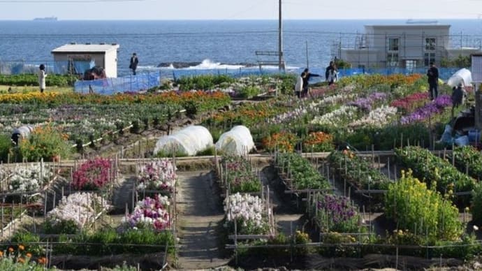 白間津(しらまづ)の花畑 かわむこうさんで花摘み(南房総市千倉)