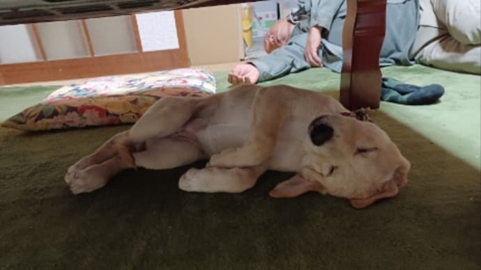 遊び疲れて…