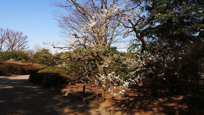 大輪緑萼、八重野梅、梅郷~神代散歩①~