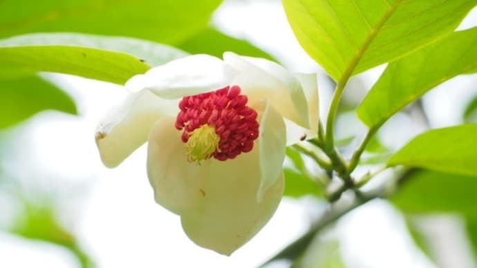 薬師池公園散策