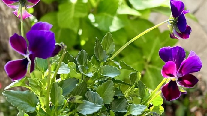 やっぱり破壊力あるゲブラビオラ*ミステリアスバニー*で寄せ植え
