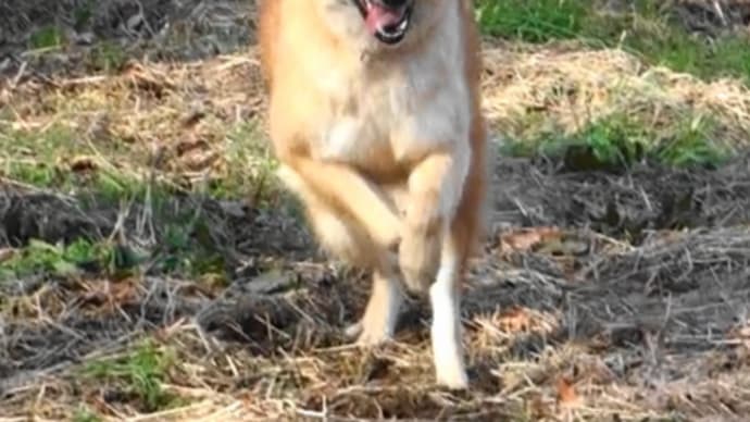 ふあたんが ゴキゲン走り 調子いい