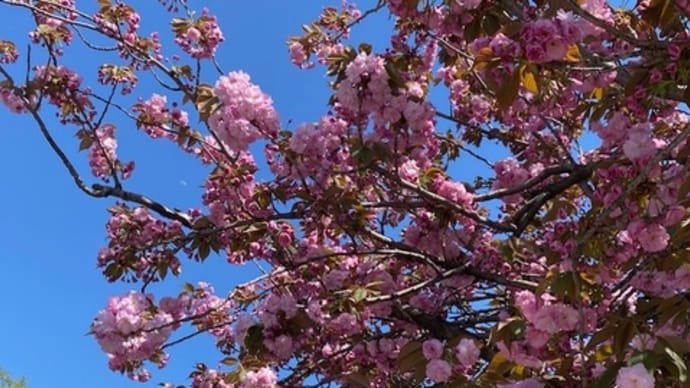 八重桜咲くNYC