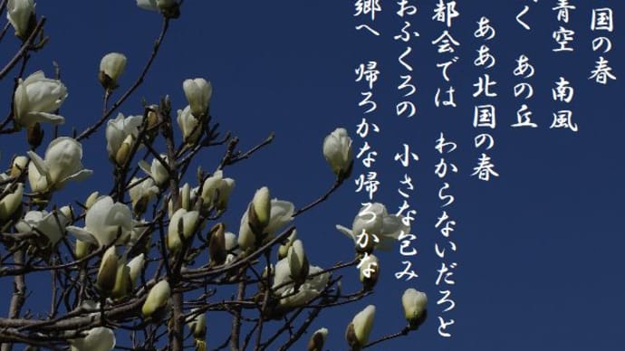コブシ‐房総丘陵