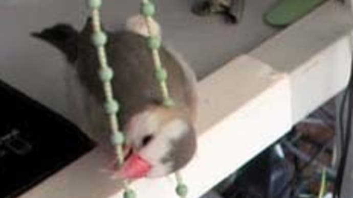 文鳥と