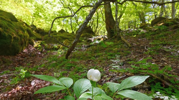 ヤマシャクヤクなど・・ 初夏の山野草を愛でる 低山々歩